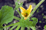 Squash Zucchini Flower