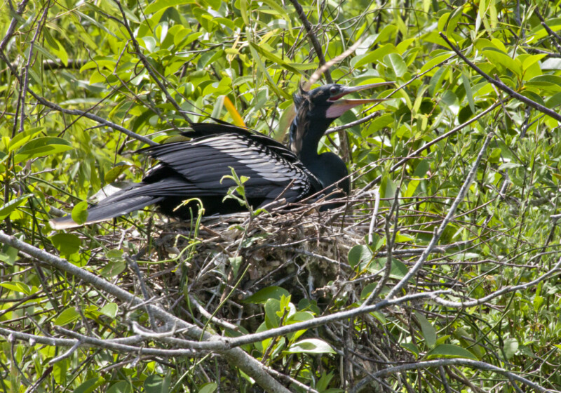 Squawking Anhinga at Shark Valley of Everglades National Park