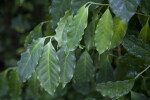 Squiggly, Green, Shiny Leaves