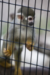 Squirrel Monkey and Bars