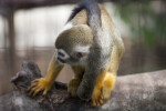 Squirrel Monkey and Tail