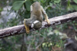 Squirrel Monkey