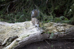 Squirrel on a Log