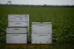Stacks of Bee Boxes