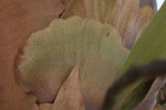 Staghorn Fern