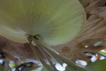 Staghorn Fern Basal Frond