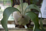 Staghorn Fern Base