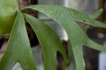 Staghorn Fern Frond