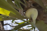 Staghorn Fern Fronds