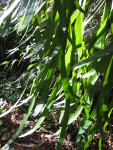 Staghorn Fern Fronds