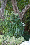 Staghorn Fern Pictured Behind a Bush