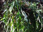 Staghorn Fern