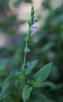 Stalk of River Sage with Tiny Purplish-Blue Flowers