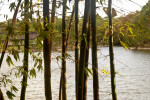 Stalks of Bamboo Plants Pictured Against Large Pond
