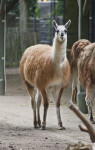 Standing Llama at the Artis Royal Zoo