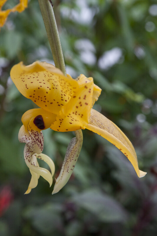 "Stanhopea gibbosa" Flower