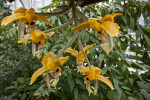 Stanhopea gibbosa