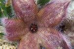 Stapelia grandiflora Flower