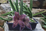 Stapelia grandiflora