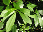 Star Anise Leaves