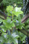 Star-Like Tree Ivy Plant Leaves