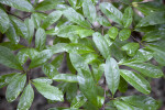 Star Magnolia Leaves