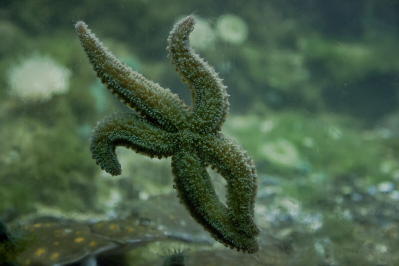 Starfish Attached to its Tank