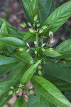 Starfish Clerodendrum