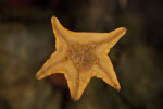 Starfish Underside