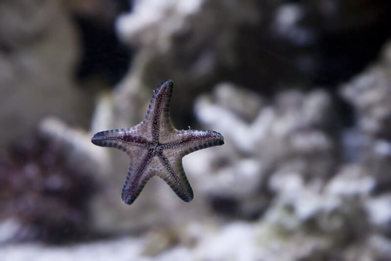 Starfish with Five Arms Attached to Glass