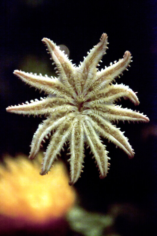Starfish with Twelve Arms
