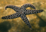 Starfish