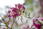 Stargazer Lily