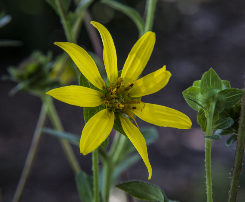 Starry Rosinweed Flower with Yellow Petals
