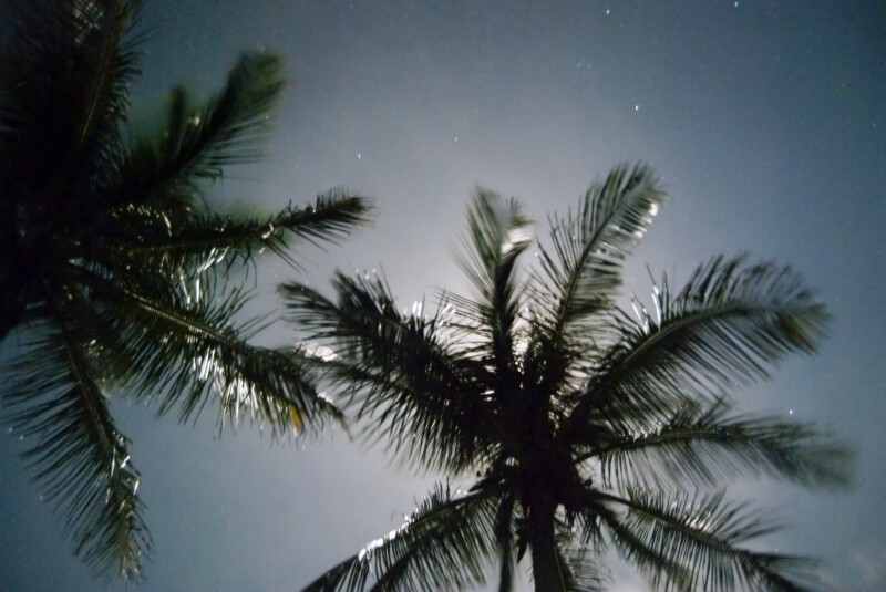 Stars and Palms