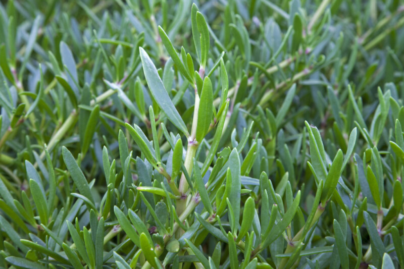 Stem and Leaves of a Shrub