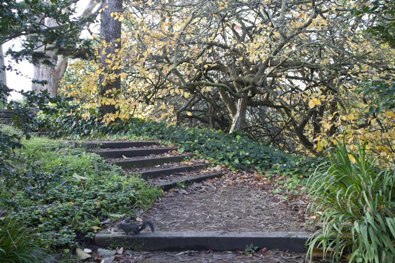 Steps and Branching Trees