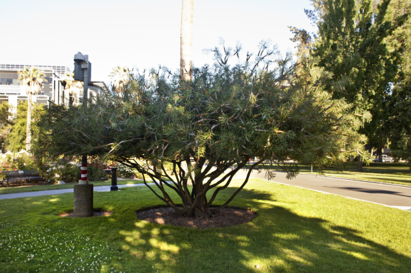 Stiff Bottlebrush Tree at Capitol Park in Sacramento