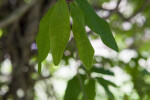 Stigmaphyllon sagraeanum Leaves