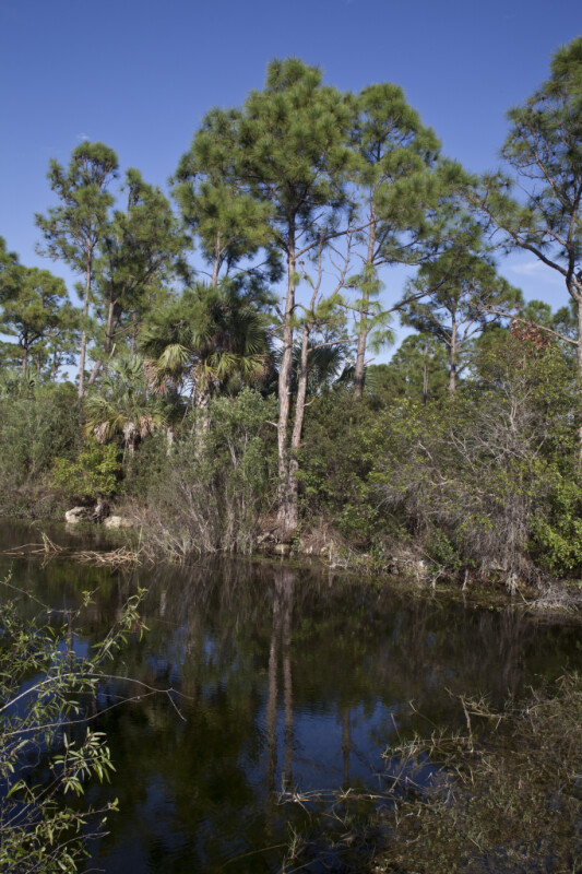 Still Water, Shrubs, Pines, and Palms
