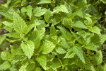 Stinging Nettle Leaves