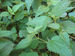 Stinging Nettle