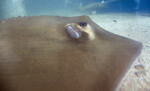 Stingray Close-up