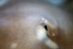 Stingray Eye