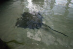 Stingray From Above