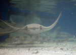 Stingray Swimming