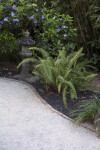 Stone Lantern and Fern