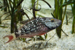 Stoplight Parrotfish Side View