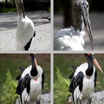 Storks photographs