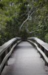 Straight Boardwalk Path at Mahogany Hammock of Everglades National Park